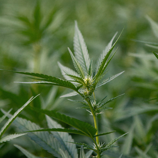 Le CBD local à Montpellier : pourquoi c’est important ?