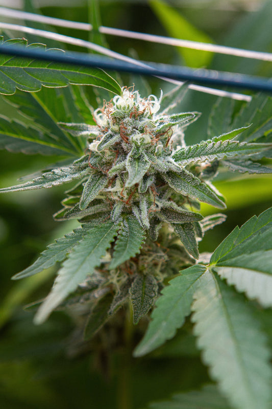 AfghanBerry CBD : Bienfaits et effets d’une fleur d’exception