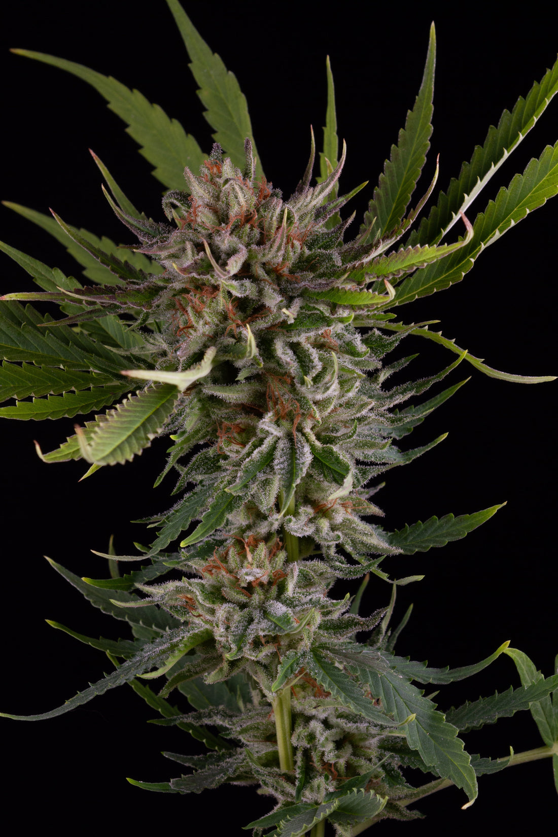 Afghan Berry Fleur CBD