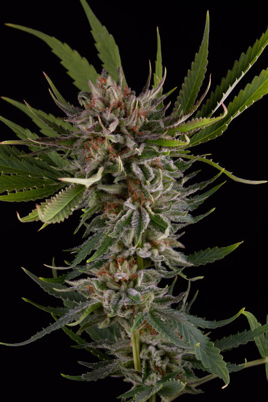 Afghan Berry Fleur CBD