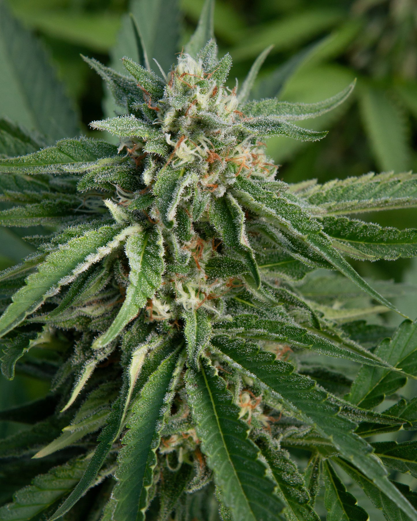 🥇Afghan Berry🥇