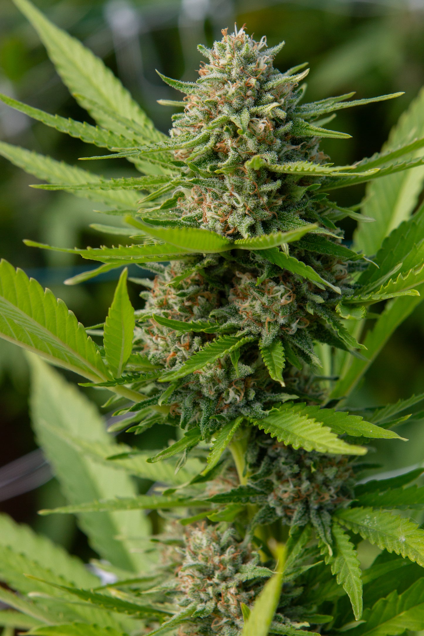 Kush Cake #32