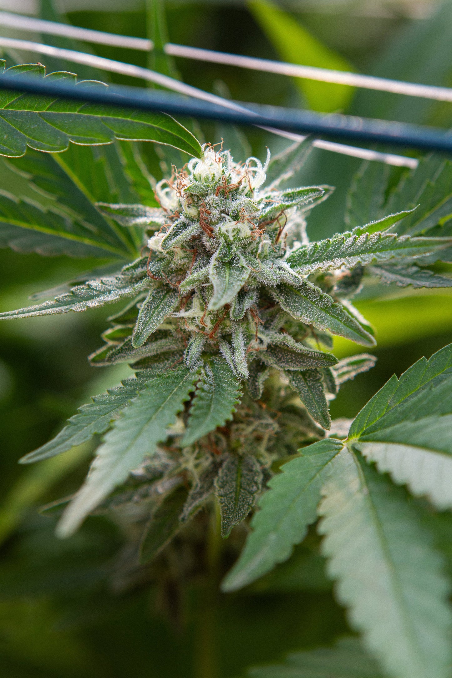 🥇Afghan Berry🥇