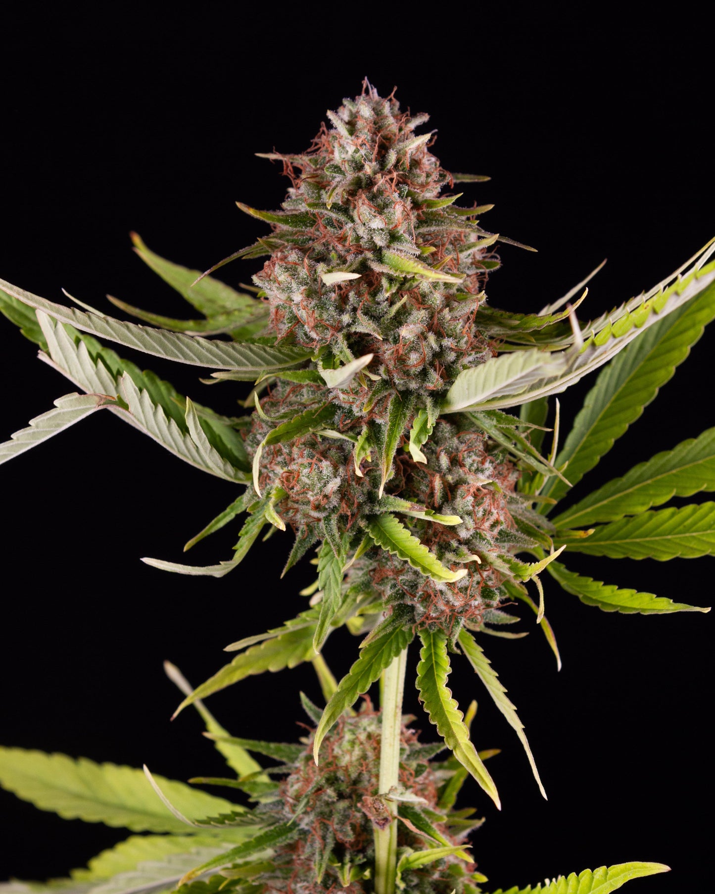 Kush Cake