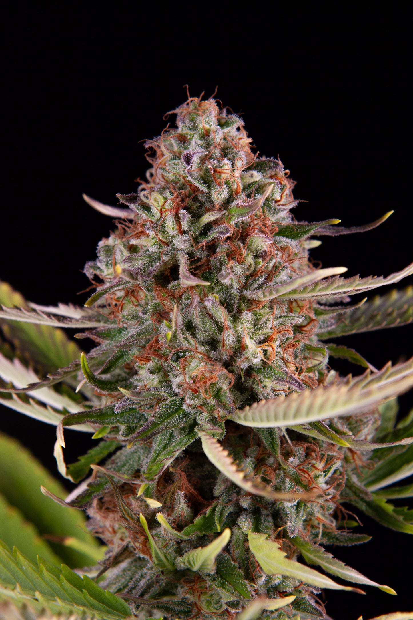 Sour Meringue