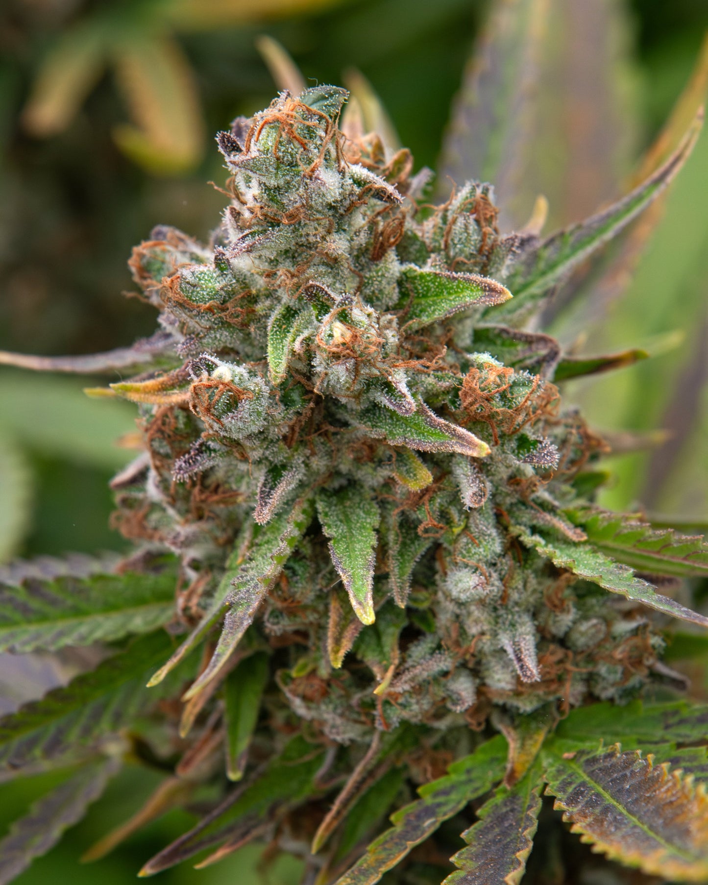 🥇Afghan Berry🥇