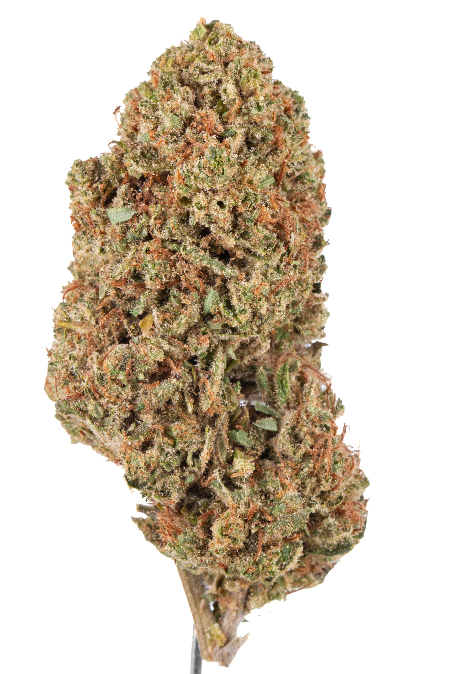 🥇Afghan Berry🥇