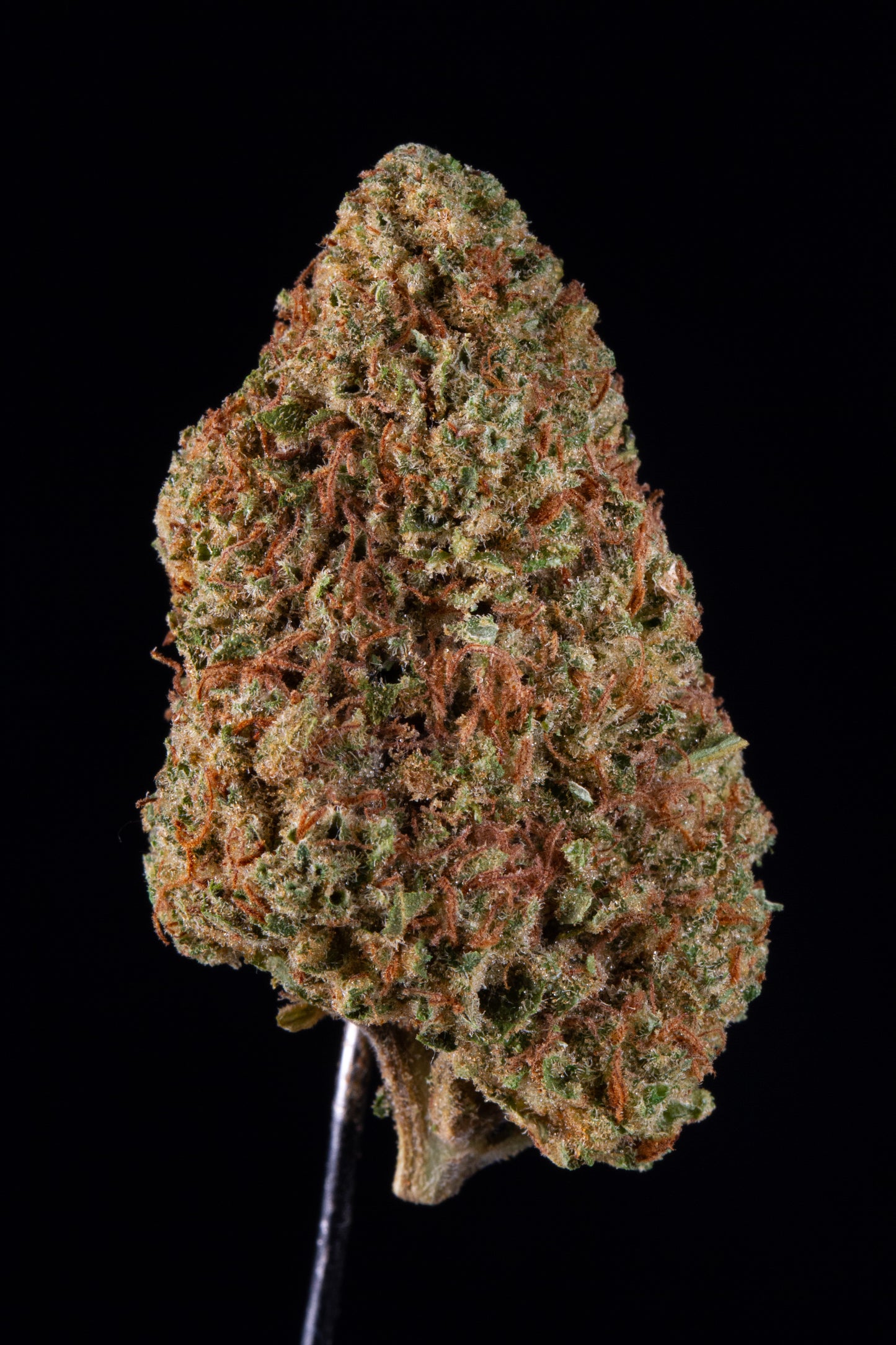 Kush Mango