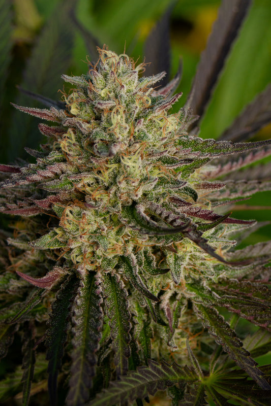 G2 Kush / Gas & Garlic Kush