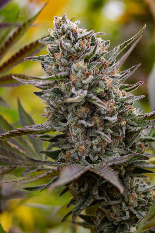 Skunk Jam