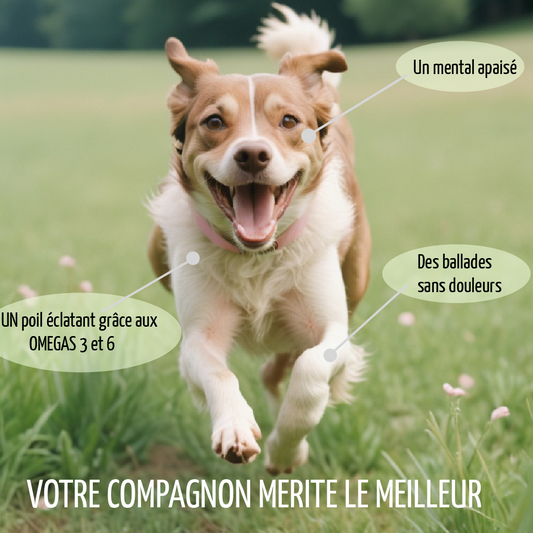 Huile CBD Animaux 10 % 10 ML