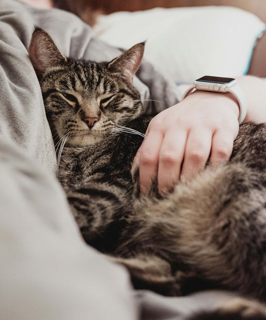 CBD pour chat stressé : l'apaiser naturellement