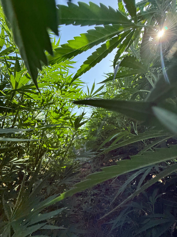 Fleurs cultivées en extérieur