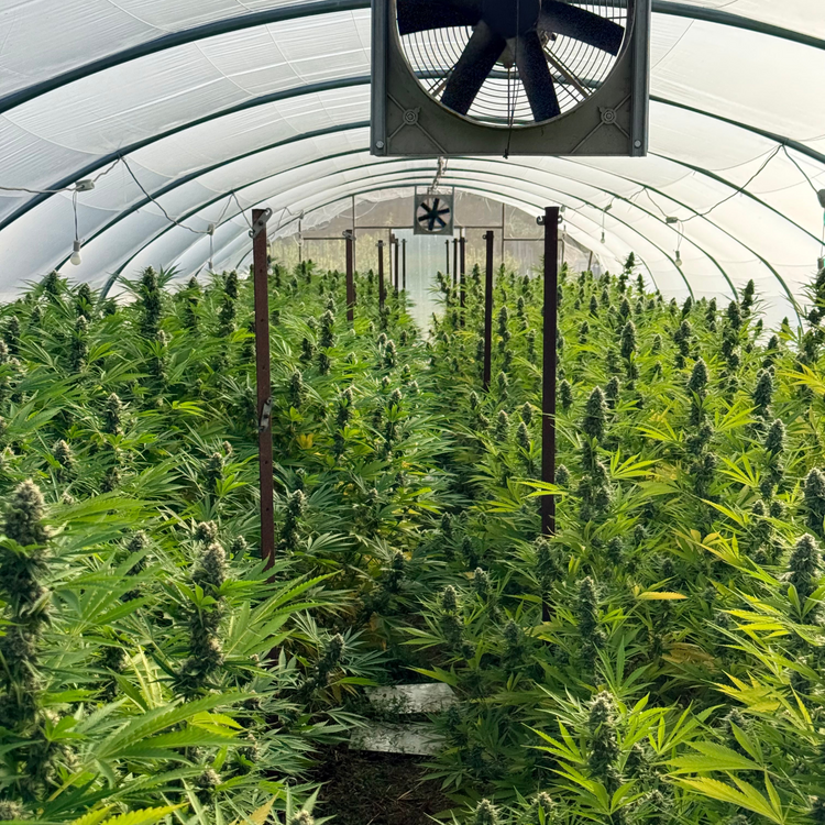Nos Fleurs cultivées en serre climatique
