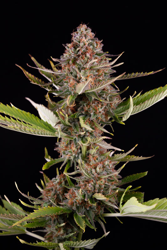 Sour Meringue
