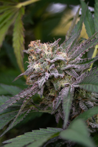 Allium OG