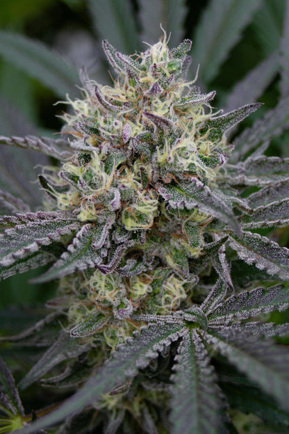 Allium OG