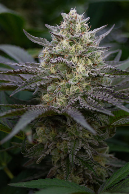 Allium OG