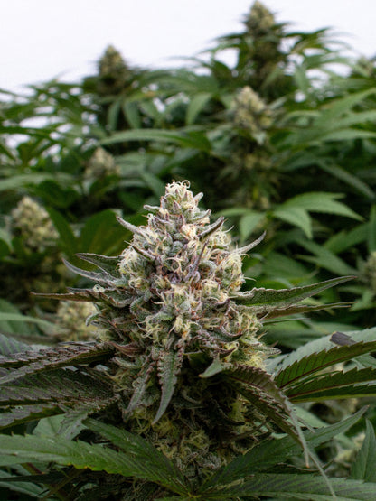 Allium OG