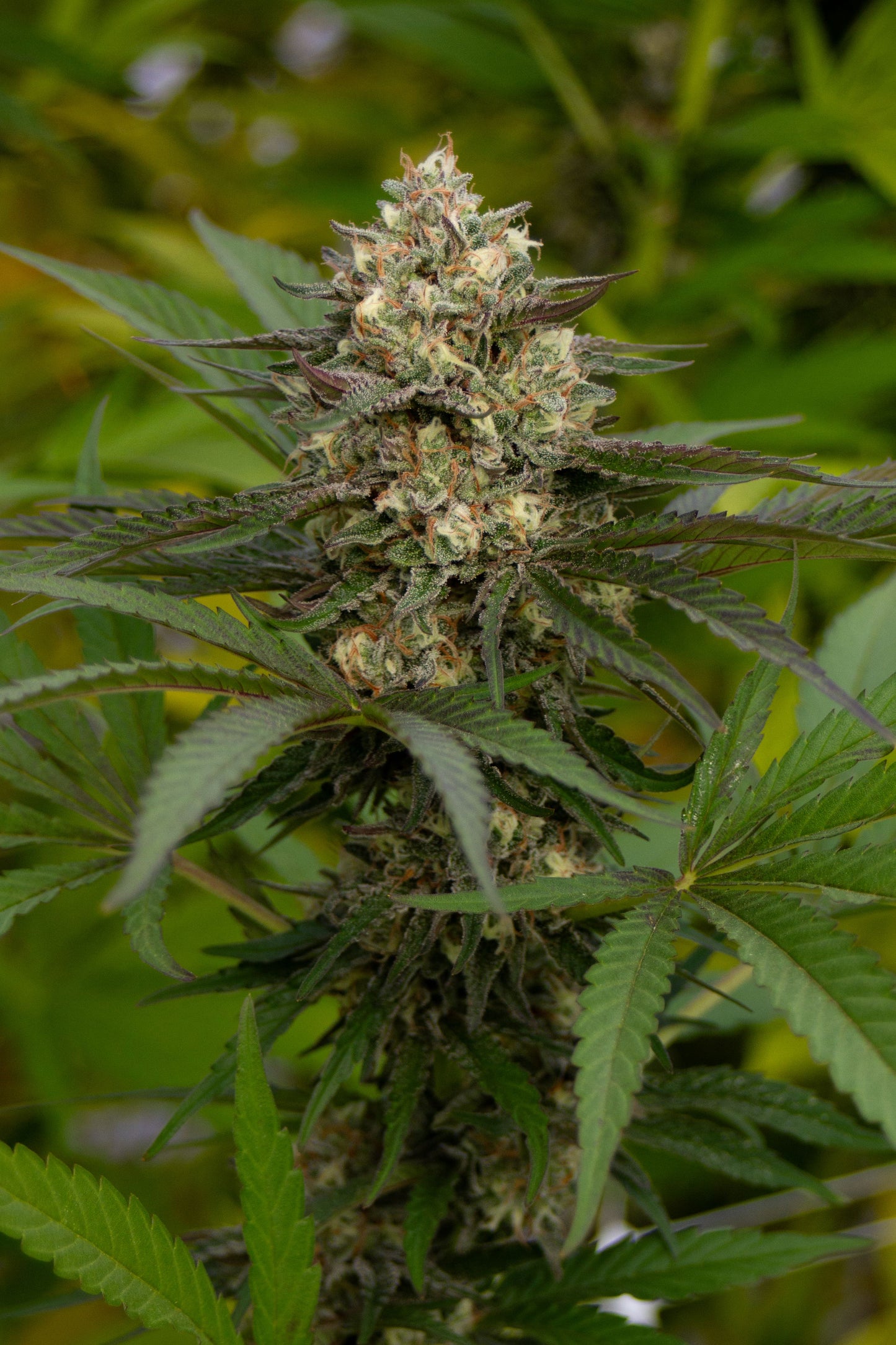 G2 Kush / Gas & Garlic Kush