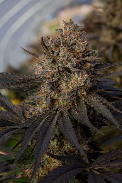 Original Zombie Kush CBD