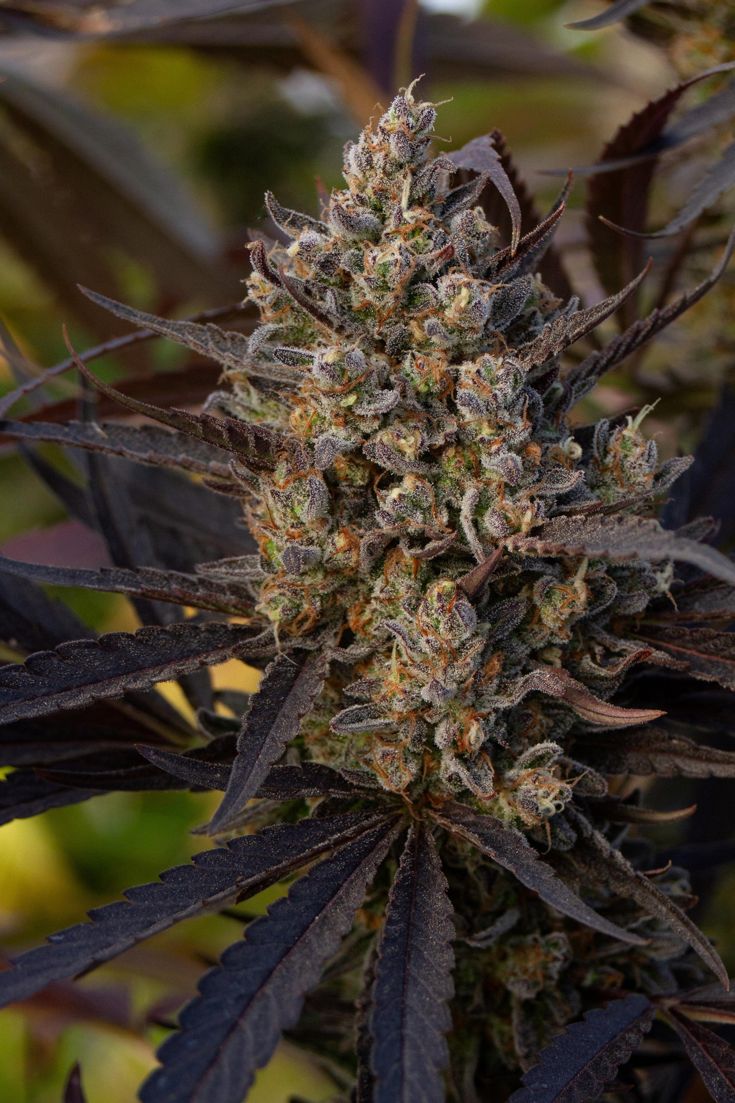 Original Zombie Kush CBG