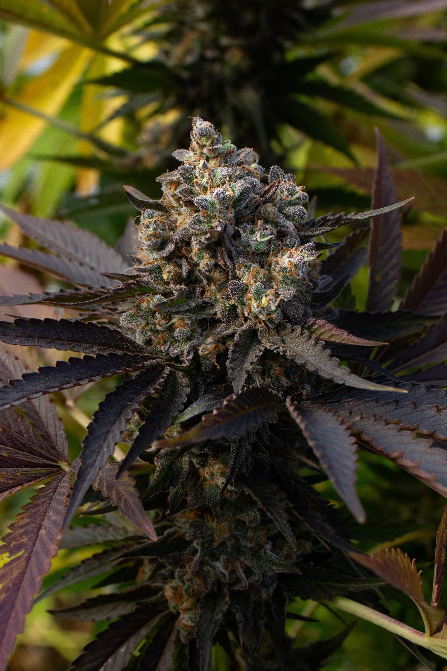 Original Zombie Kush CBD