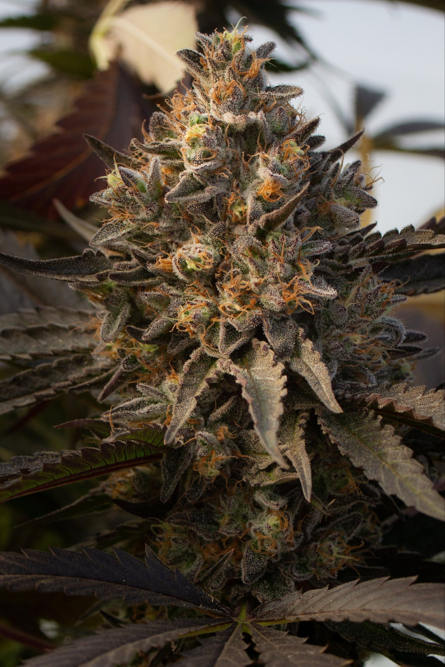 Original Zombie Kush CBD