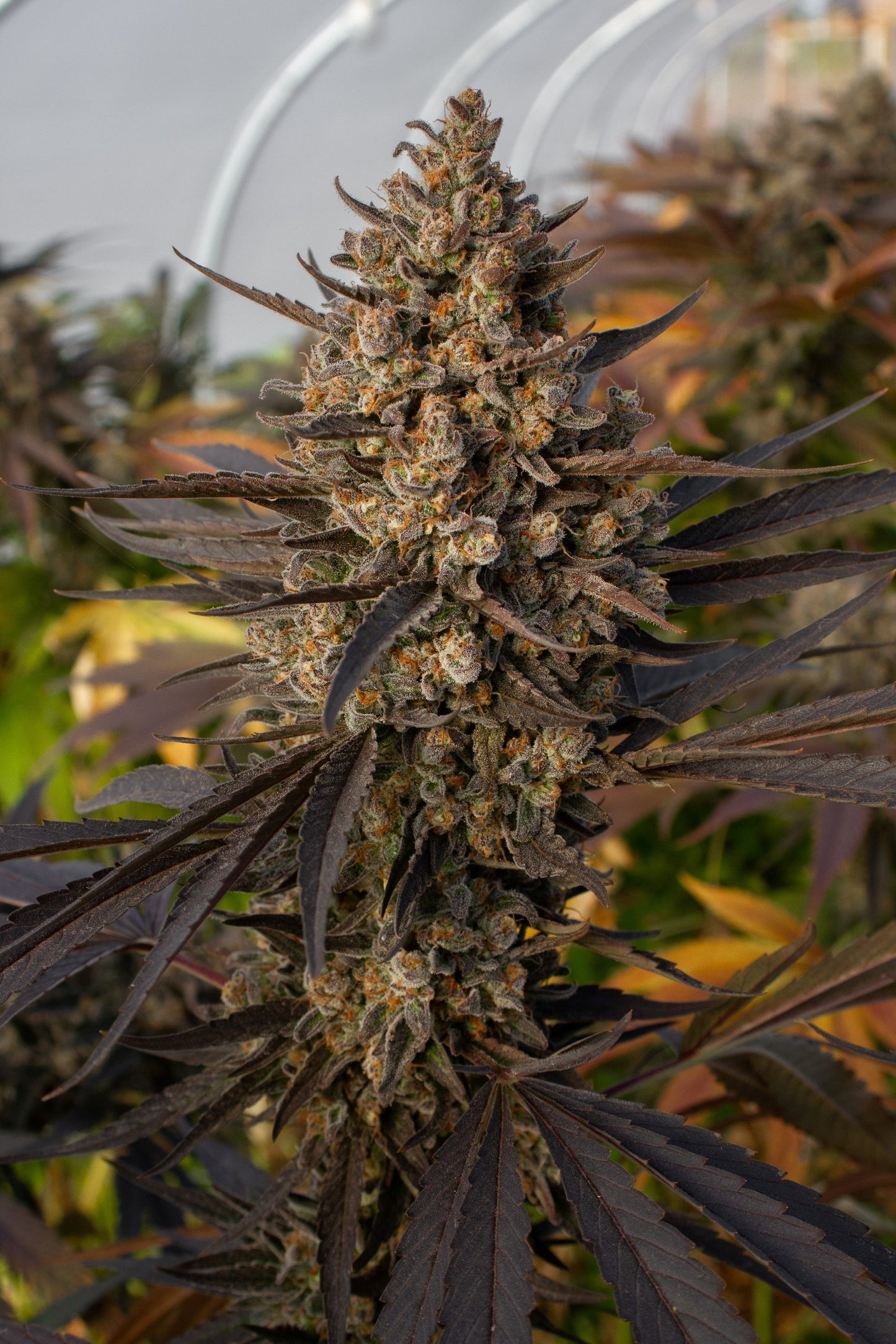 Original Zombie Kush CBG