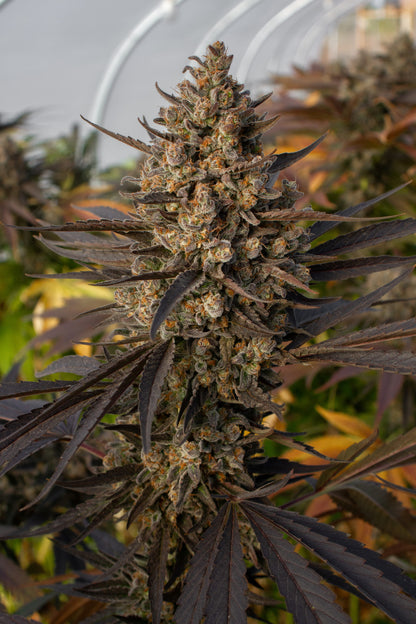 Original Zombie Kush CBG