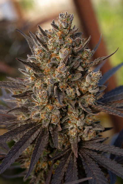 Original Zombie Kush CBG