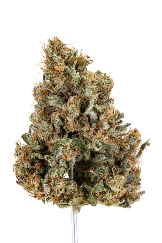 Allium OG