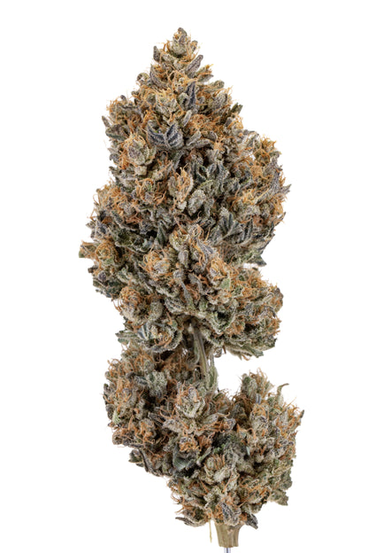 Allium OG