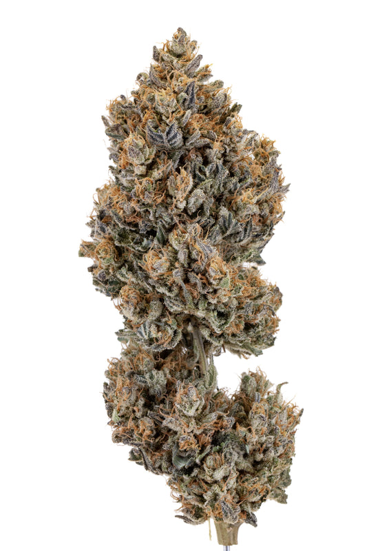 Allium OG
