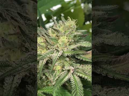 Allium OG